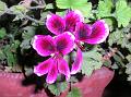 Regal Pelargonium